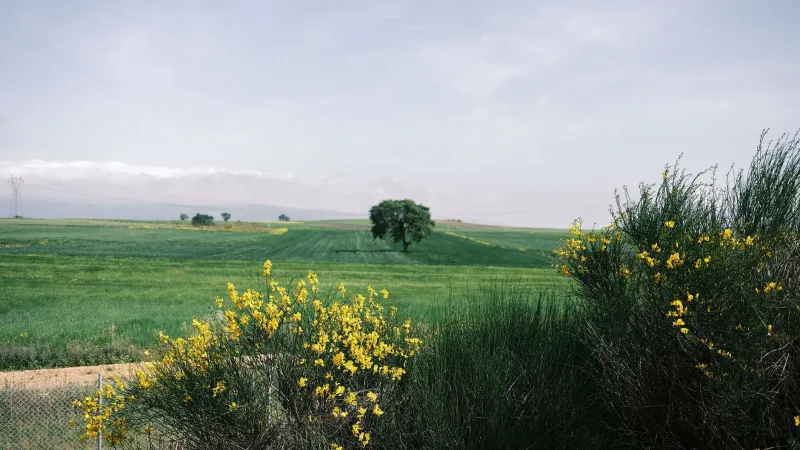 Primavera en el Camino de Santiago: entre el verde de la meseta y el barro que pone a prueba al peregrino